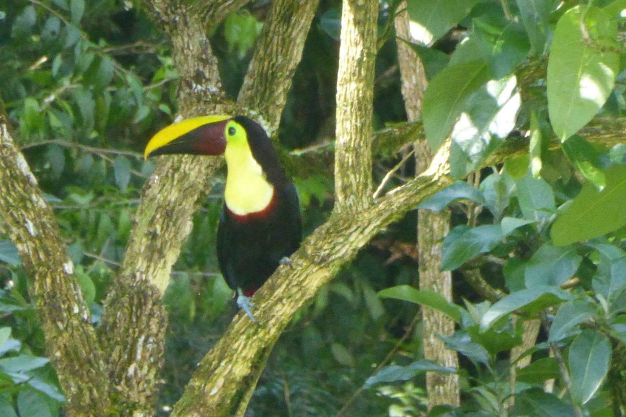 Aves De Tierras Altas Villa Bijagua Exterior photo